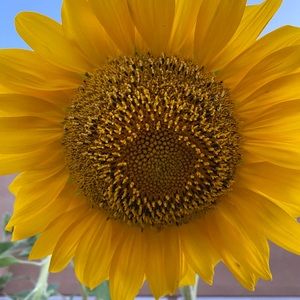 Meet your Posher, Lola